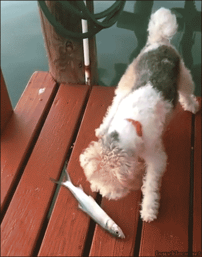 This is a GIF image of a dog approaching a live fish on a dock when the fish suddenly jumps and wiggles, scaring the dog to jump back and fall off of the dock and into the water.